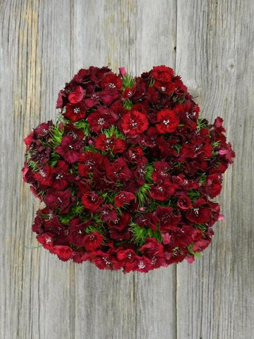 BURGUNDY GYPSY DIANTHUS